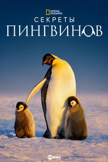 Тайны пингвинов